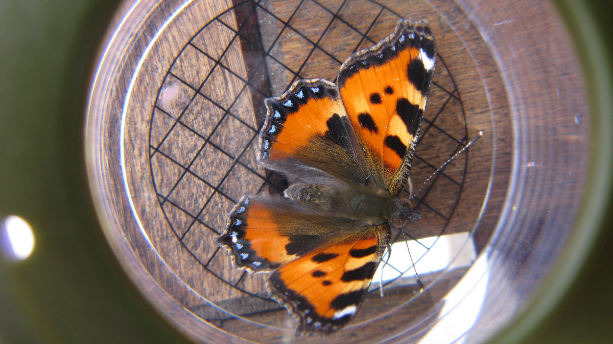 Schmetterling