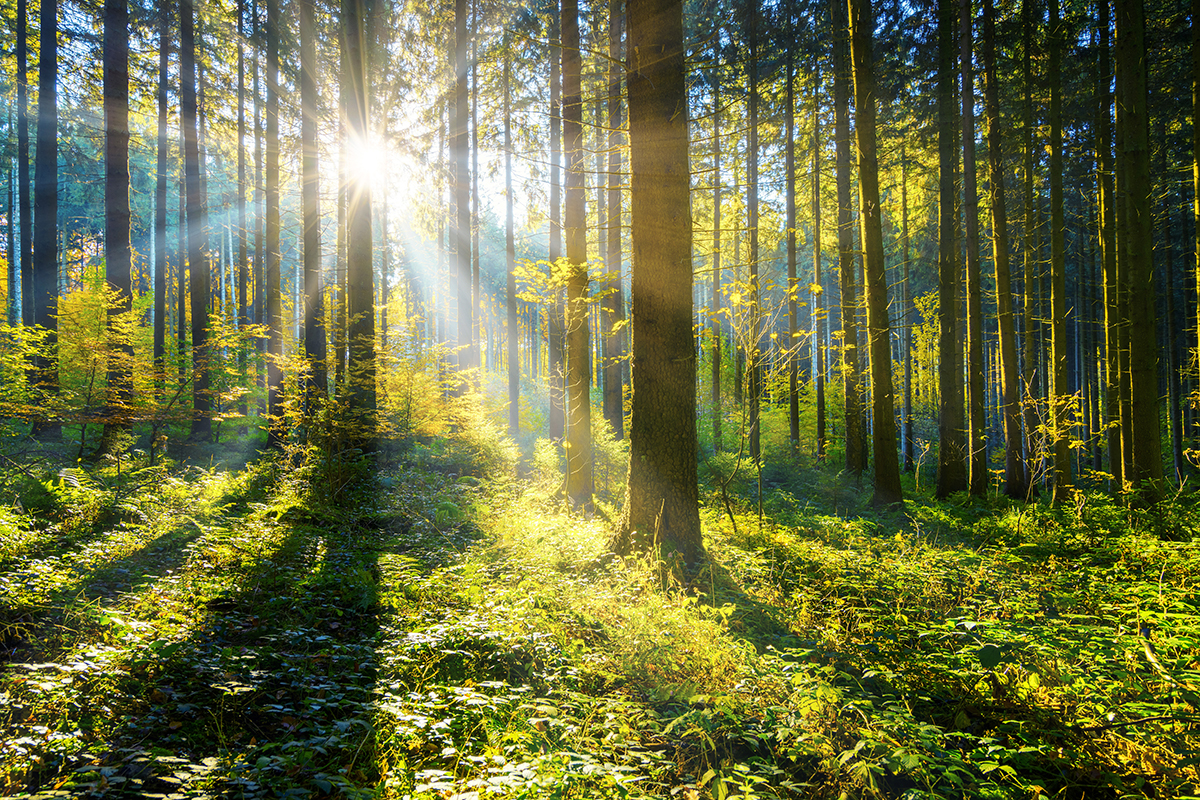 AdobeStock_411055718
