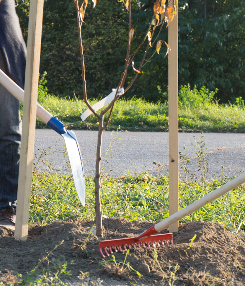 Ein Baum wird einegepflanzt