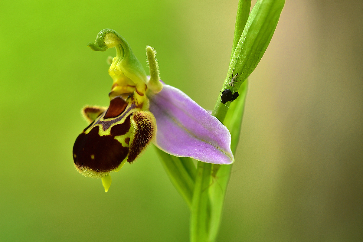 Bienen-Ragwurz