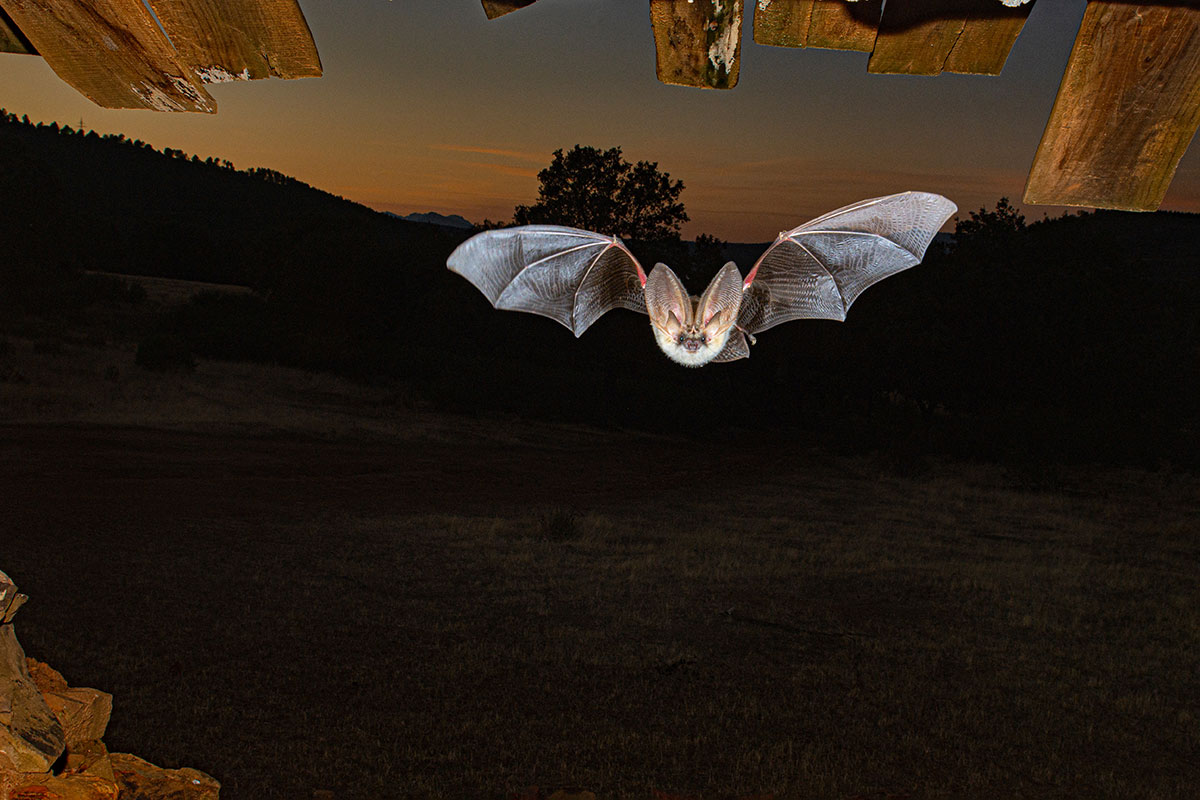 Fledermaus AdobeStock 525034002