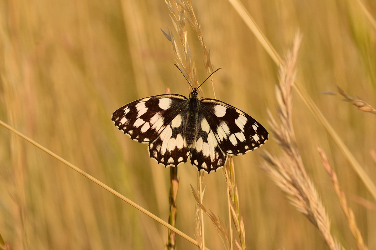Schachbrettfalter