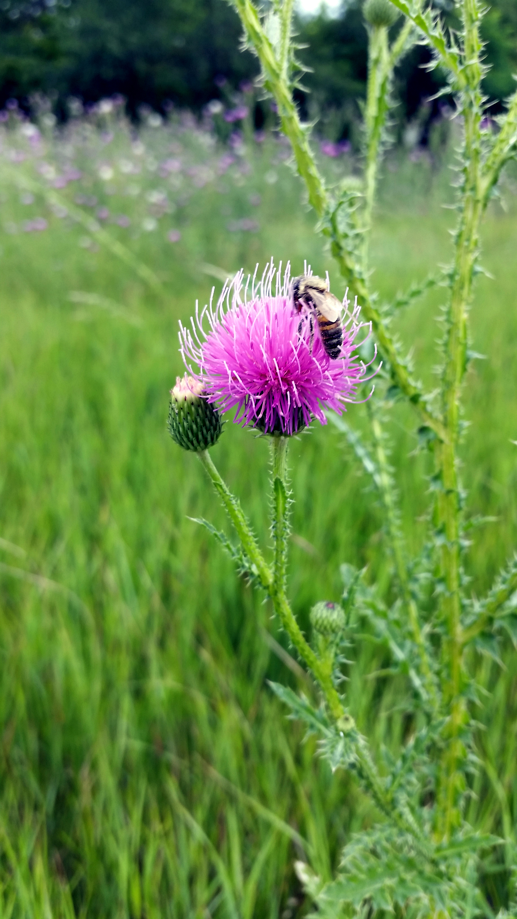 Biene auf einer Distel