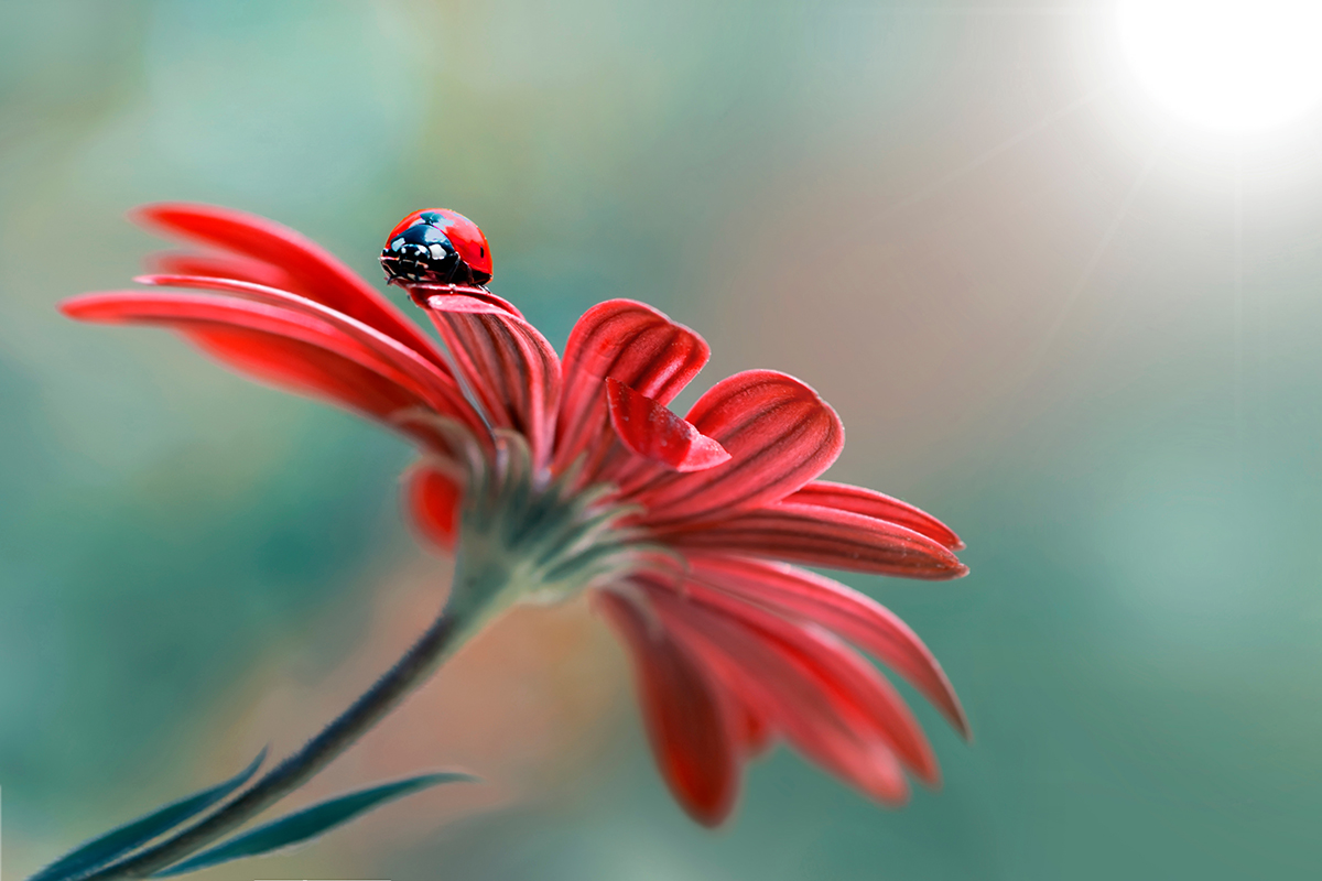 AdobeStock_235676078