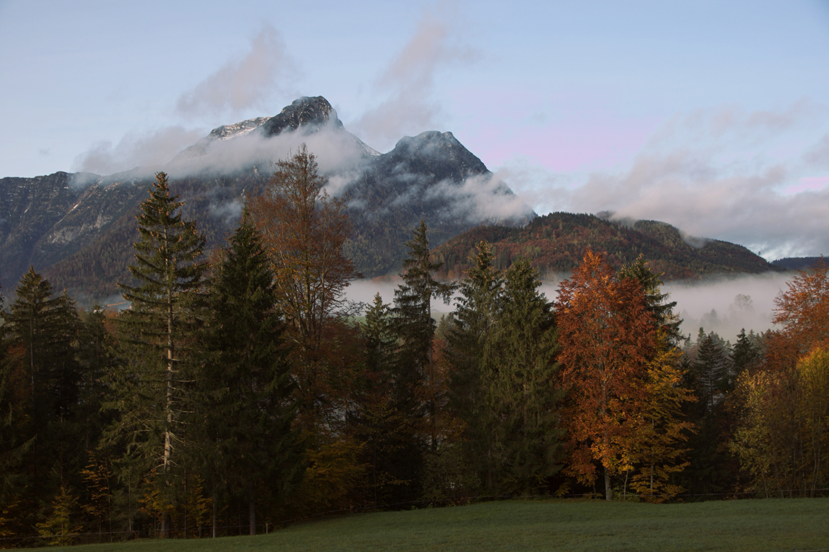 Wald vor einem Berg in Wolken